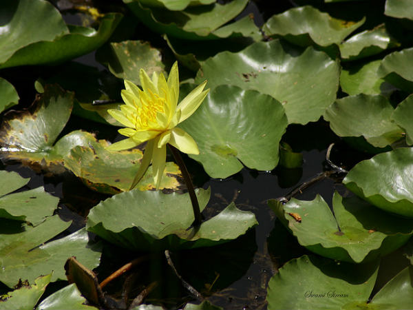 ನಮ್ಮ ಬೆಂಗಳೂರು: