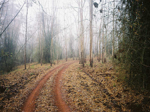 ದಾಂಡೇಲಿ: