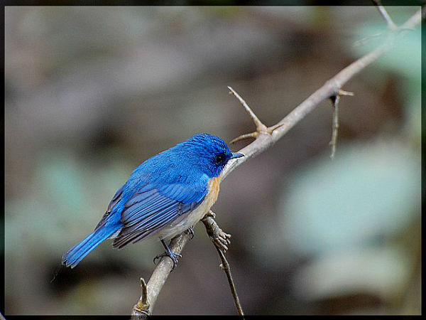 ದಾಂಡೇಲಿ: