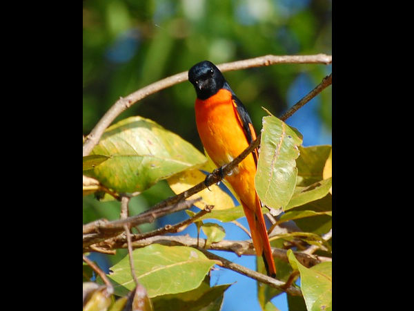 ದಾಂಡೇಲಿ: