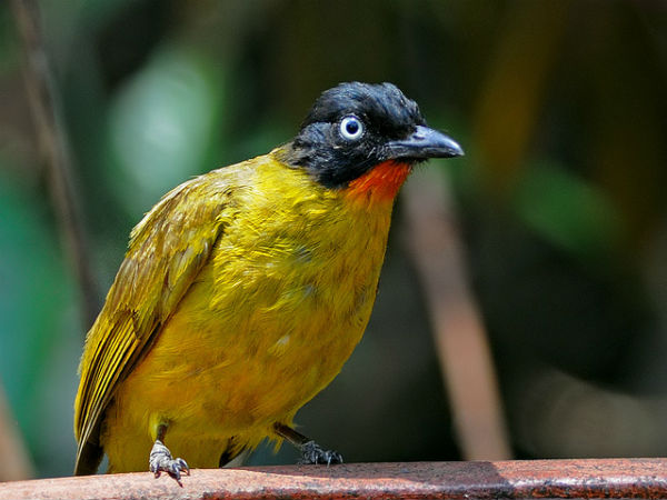 ದಾಂಡೇಲಿ: