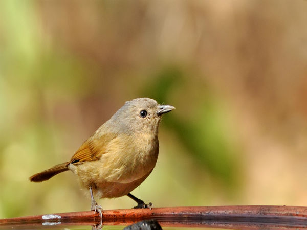 ದಾಂಡೇಲಿ: