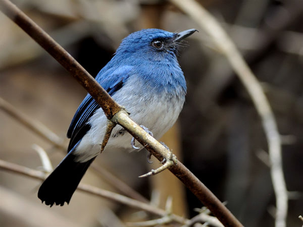 ದಾಂಡೇಲಿ: