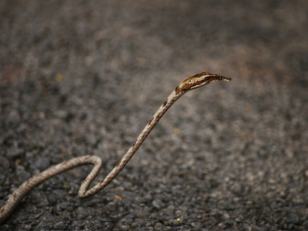 ದಾಂಡೇಲಿ: