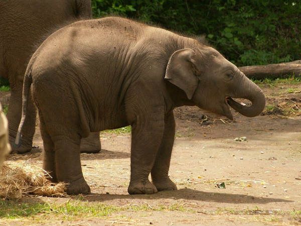 ದಾಂಡೇಲಿ: