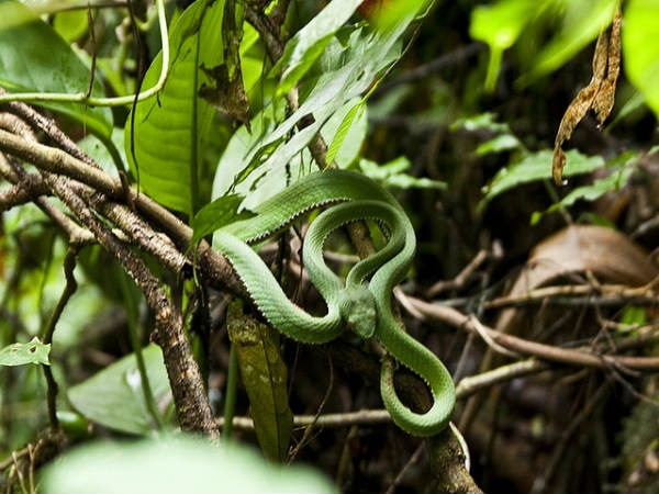 ಮಳೆ ಪ್ರದೇಶದ ಒಳಜಗತ್ತು: