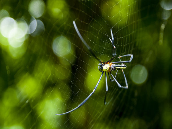 ಮಳೆ ಪ್ರದೇಶದ ಒಳಜಗತ್ತು: