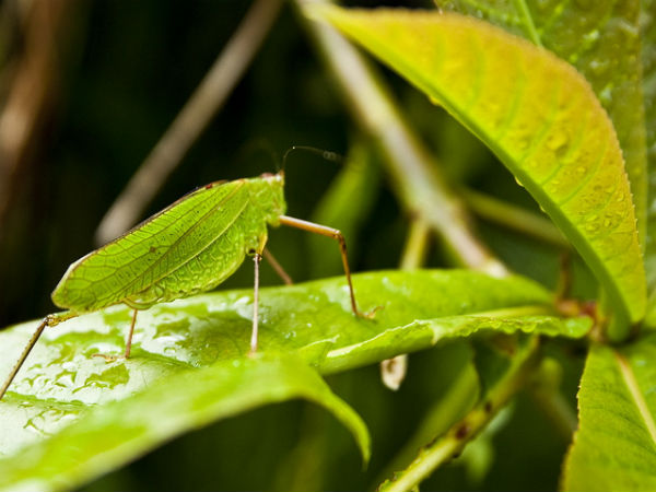 ಮಳೆ ಪ್ರದೇಶದ ಒಳಜಗತ್ತು: