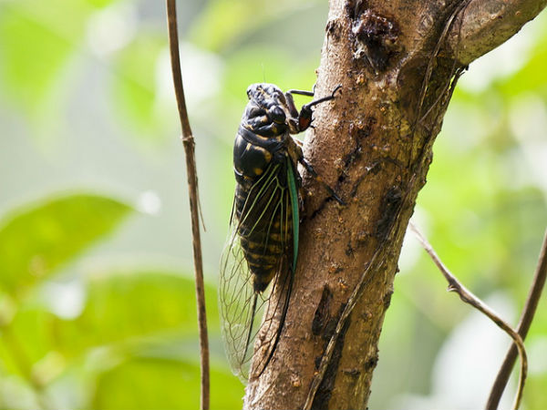 ಮಳೆ ಪ್ರದೇಶದ ಒಳಜಗತ್ತು: