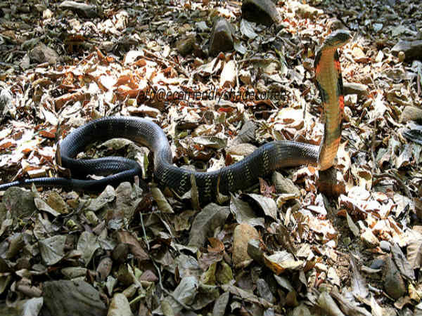 ಮಳೆ ಪ್ರದೇಶದ ಒಳಜಗತ್ತು: