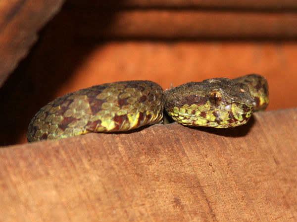 ಮಳೆ ಪ್ರದೇಶದ ಒಳಜಗತ್ತು: