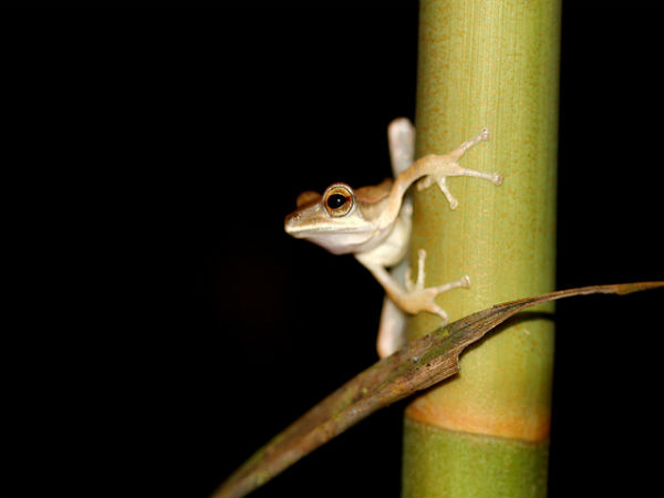 ಮಳೆ ಪ್ರದೇಶದ ಒಳಜಗತ್ತು: