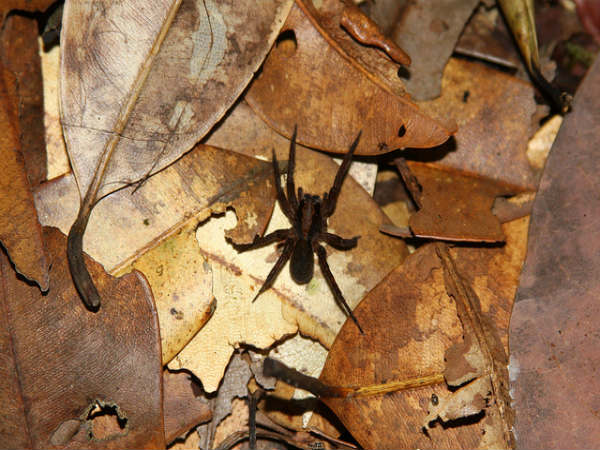 ಮಳೆ ಪ್ರದೇಶದ ಒಳಜಗತ್ತು: