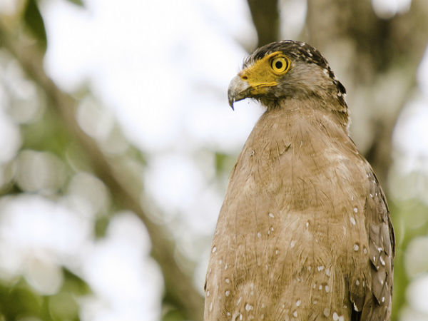 ಕಬಿನಿಯಲ್ಲಿ ಅರಳಿದ ಜೀವನ:
