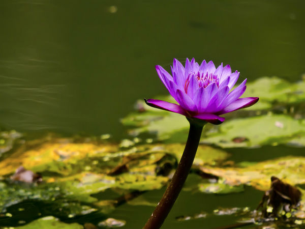 ಕಬಿನಿಯಲ್ಲಿ ಅರಳಿದ ಜೀವನ: