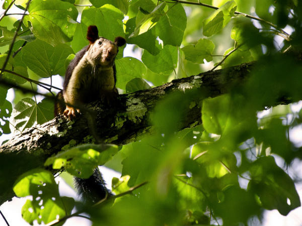 ಕಬಿನಿಯಲ್ಲಿ ಅರಳಿದ ಜೀವನ: