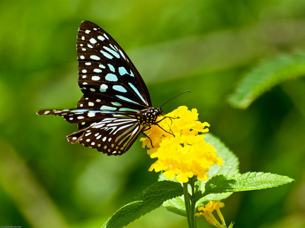 ಬನ್ನೇರುಘಟ್ಟ ಉದ್ಯಾನ: