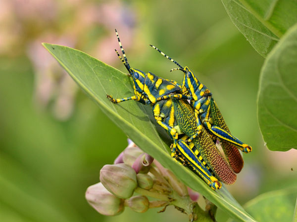 ಬನ್ನೇರುಘಟ್ಟ ಉದ್ಯಾನ: