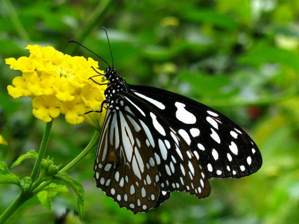 ಬನ್ನೇರುಘಟ್ಟ ಉದ್ಯಾನ: