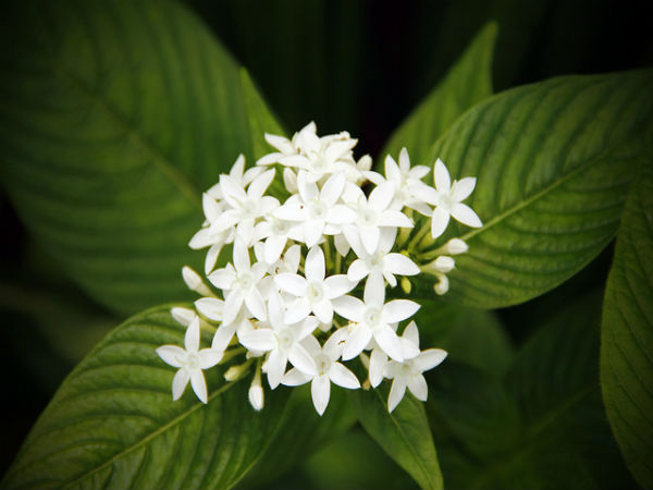 ಬನ್ನೇರುಘಟ್ಟ ಉದ್ಯಾನ: