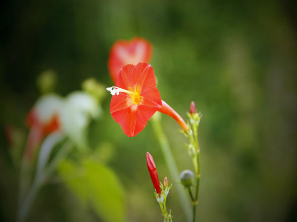 ಬನ್ನೇರುಘಟ್ಟ ಉದ್ಯಾನ: