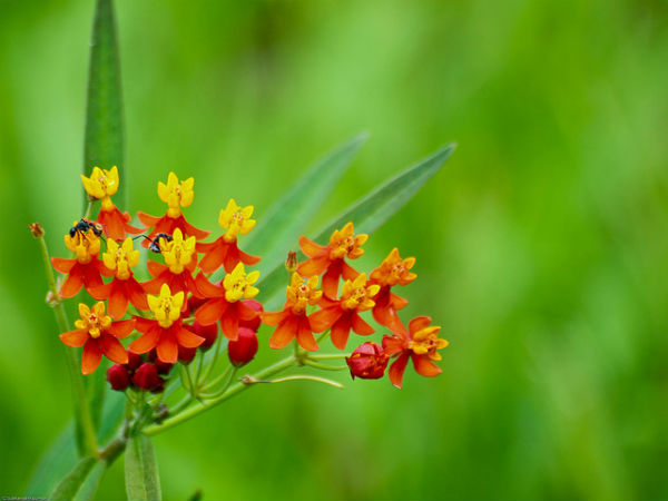 ಬನ್ನೇರುಘಟ್ಟ ಉದ್ಯಾನ: