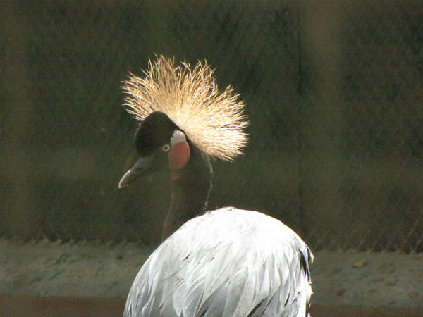 ಬನ್ನೇರುಘಟ್ಟ ಉದ್ಯಾನ: