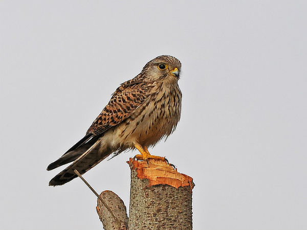 ಬನ್ನೇರುಘಟ್ಟ ಉದ್ಯಾನ: