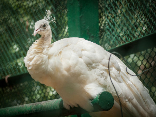 ಬನ್ನೇರುಘಟ್ಟ ಉದ್ಯಾನ: