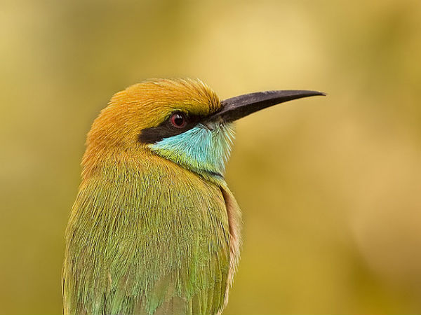 ಬನ್ನೇರುಘಟ್ಟ ಉದ್ಯಾನ: