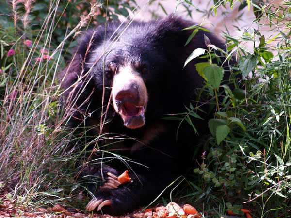 ಬನ್ನೇರುಘಟ್ಟ ಉದ್ಯಾನ: