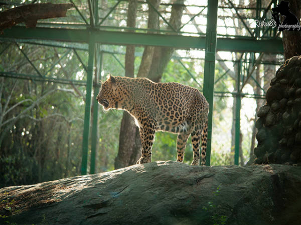 ಬನ್ನೇರುಘಟ್ಟ ಉದ್ಯಾನ: