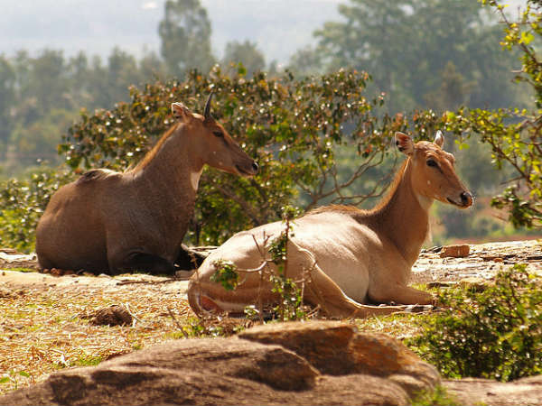 ಬನ್ನೇರುಘಟ್ಟ ಉದ್ಯಾನ:
