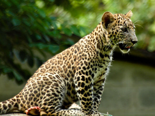 ಬನ್ನೇರುಘಟ್ಟ ಉದ್ಯಾನ: