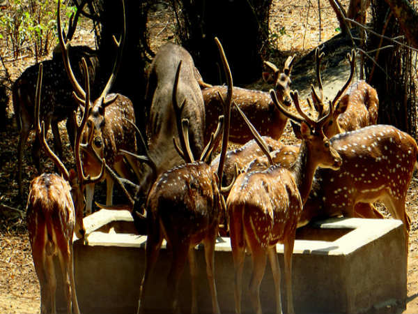 ಬನ್ನೇರುಘಟ್ಟ ಉದ್ಯಾನ: