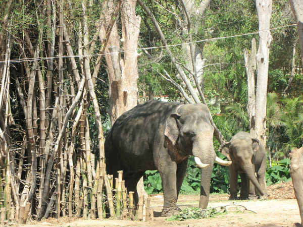 ಬನ್ನೇರುಘಟ್ಟ ಉದ್ಯಾನ: