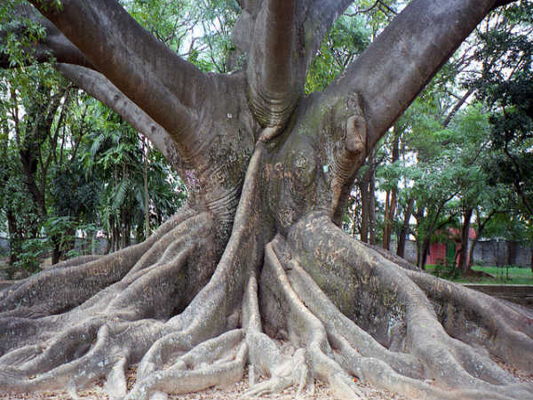 ಲಾಲ್ ಬಾಗ್ ಆಕರ್ಷಣೆಗಳು: