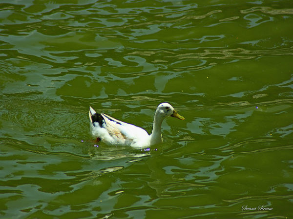 ಲಾಲ್ ಬಾಗ್ ಆಕರ್ಷಣೆಗಳು: