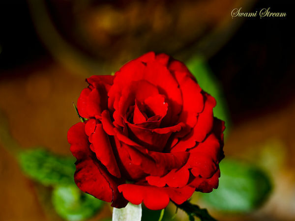 ಲಾಲ್ ಬಾಗ್ ಆಕರ್ಷಣೆಗಳು: