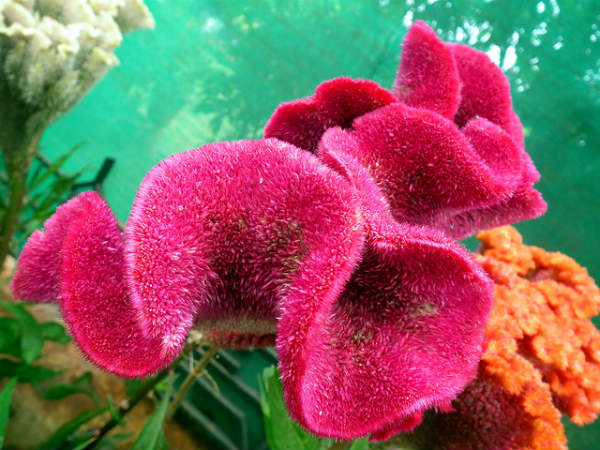 ಲಾಲ್ ಬಾಗ್ ಆಕರ್ಷಣೆಗಳು: