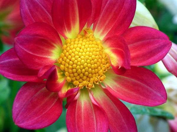 ಲಾಲ್ ಬಾಗ್ ಆಕರ್ಷಣೆಗಳು: