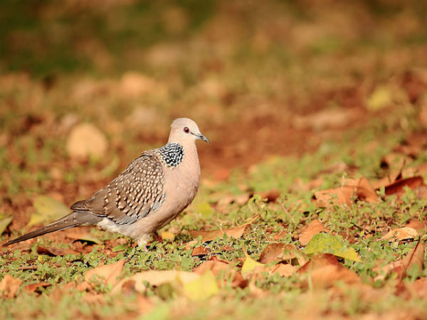 ಲಾಲ್ ಬಾಗ್ ಆಕರ್ಷಣೆಗಳು:
