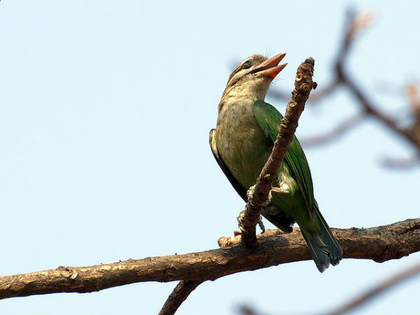 ಲಾಲ್ ಬಾಗ್ ಆಕರ್ಷಣೆಗಳು: