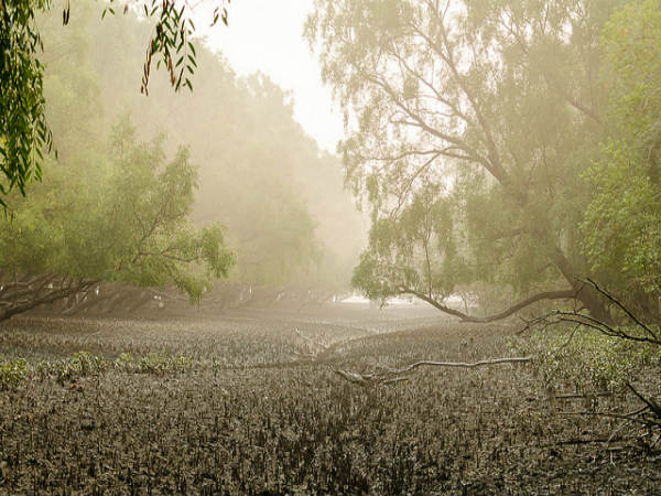 ಸುಂದರಬನ್ಸ್ ಸೌಂದರ್ಯ: