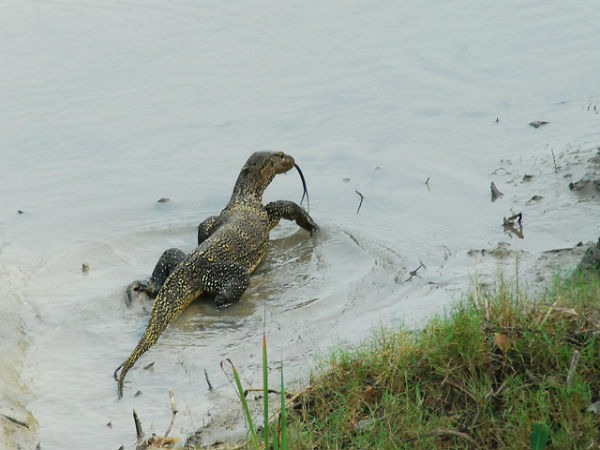 ಸುಂದರಬನ್ಸ್ ಸೌಂದರ್ಯ: