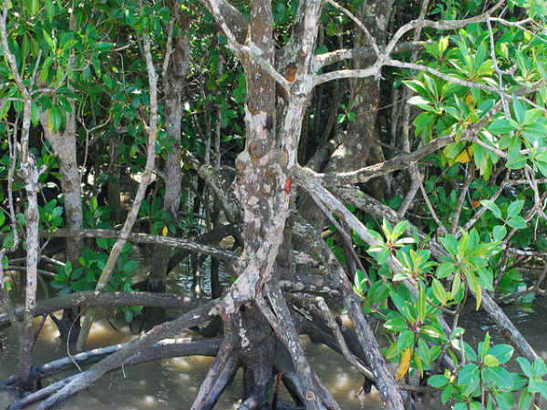 ಸುಂದರಬನ್ಸ್ ಸೌಂದರ್ಯ: