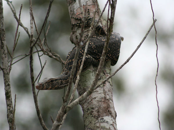 ಸುಂದರಬನ್ಸ್ ಸೌಂದರ್ಯ: