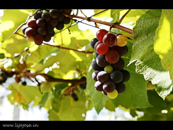 ನಂದಿ ಬೆಟ್ಟ: