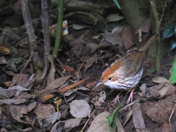 ನಂದಿ ಬೆಟ್ಟ: