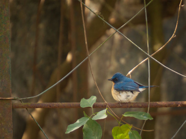 ನಂದಿ ಬೆಟ್ಟ: